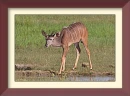 kudu