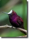 lila kolibri