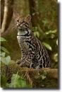 ocelot