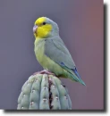 parrot