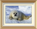 white phoca