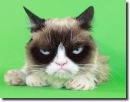 Grumpy cat