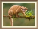 kinkajou