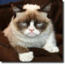 Grumpy cat