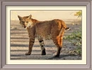 lynx