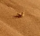 spider in sand