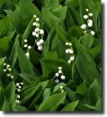 gyÃ¶ngyvirÃ¡g
