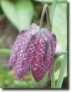 fritillaria