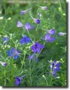 delphinium 
