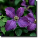 clematis