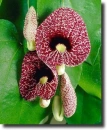 aristolochia