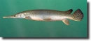 alligÃ¡torhal