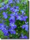 lobelia
