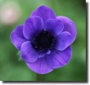 anemone