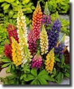 lupinus