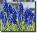 muscari