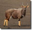 nyala