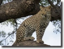 leopard