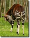 okapi