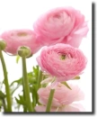ranunculus