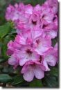 rhododendron