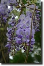 wisteria