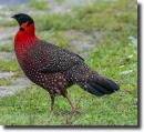 satyr tragopan