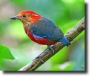 pitta