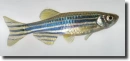 zebrafish
