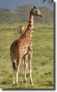giraffe