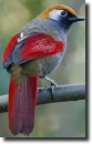 multicolor bird