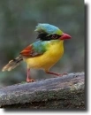 multicolor bird