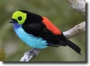 Paradise tanager