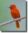 Ptilinopus victor
