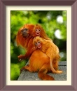 langurs