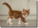 kitty