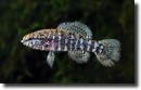 Carolinai naphal