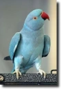 Alexander-parrot