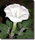 datura