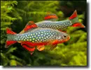 Celestial pearl danio