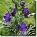 aconitum
