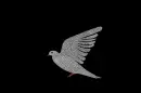 flying pigeon
