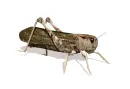 grasshopper