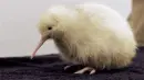 white kivi