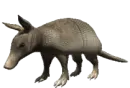 armadillo