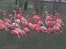 flamingos