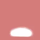 white animal