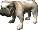 bulldog