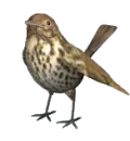 brown bird