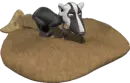 badger
